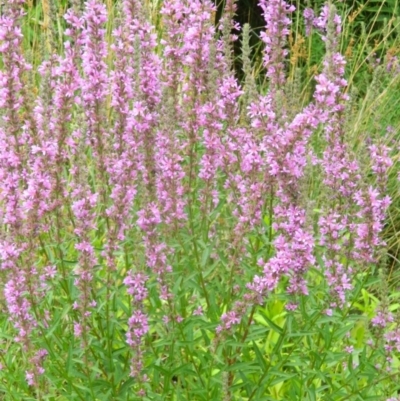 Lythrum salicaria (Purple Loosestrife) at Paddys River, ACT - 21 Jan 2016 by RyuCallaway