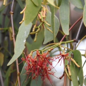 Amyema miquelii at Wanniassa Hill - 22 Jan 2016