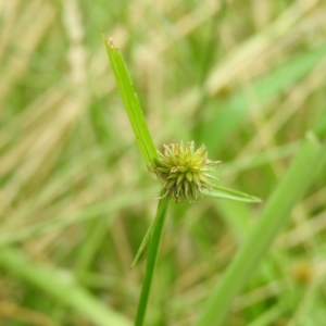 Cyperus sphaeroideus at Fadden, ACT - 22 Jan 2016