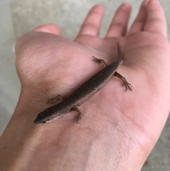 Saproscincus mustelinus at Calwell, ACT - 22 Jan 2016