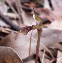 Chiloglottis reflexa (Short-clubbed Wasp Orchid) at Mogo, NSW - 19 Jan 2016 by MattM