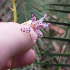 Dipodium variegatum (Blotched Hyacinth Orchid) at Mogo, NSW - 18 Jan 2016 by MattM