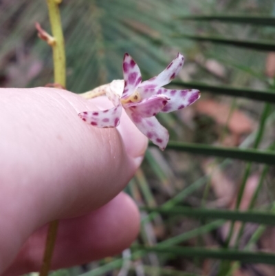 Dipodium variegatum (Blotched Hyacinth Orchid) at Mogo, NSW - 18 Jan 2016 by MattM