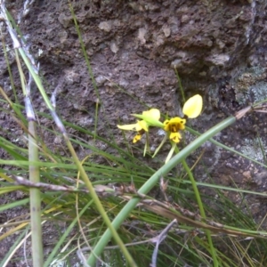 Diuris sulphurea at Symonston, ACT - suppressed