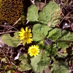 Cymbonotus sp. (preissianus or lawsonianus) (Bears Ears) at Mount Mugga Mugga - 14 Aug 2011 by Mike