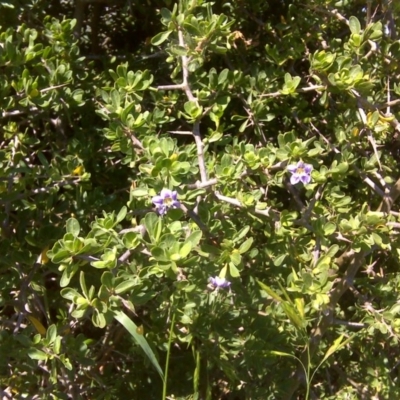 Lycium ferocissimum (African Boxthorn) at Garran, ACT - 21 Oct 2011 by Mike