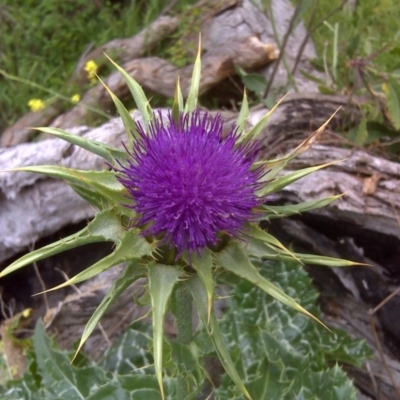 Silybum marianum (Variegated Thistle) at Jerrabomberra, ACT - 28 Oct 2011 by Mike