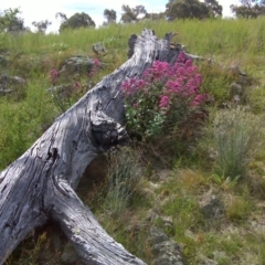 Centranthus ruber (Red Valerian, Kiss-me-quick, Jupiter's Beard) at Symonston, ACT - 31 Oct 2011 by Mike
