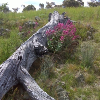 Centranthus ruber (Red Valerian, Kiss-me-quick, Jupiter's Beard) at Symonston, ACT - 31 Oct 2011 by Mike