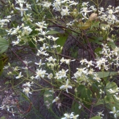 Clematis aristata (Mountain Clematis) at Symonston, ACT - 31 Oct 2011 by Mike