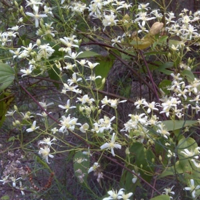 Clematis aristata (Mountain Clematis) at Mount Mugga Mugga - 31 Oct 2011 by Mike