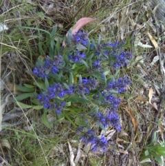 Ajuga australis (Austral Bugle) at Symonston, ACT - 31 Oct 2011 by Mike