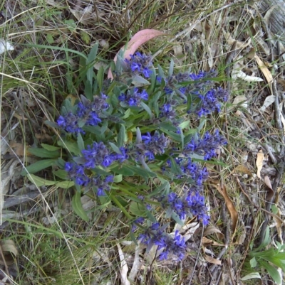 Ajuga australis (Austral Bugle) at Symonston, ACT - 31 Oct 2011 by Mike