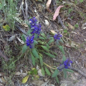 Ajuga australis at Symonston, ACT - 31 Oct 2011