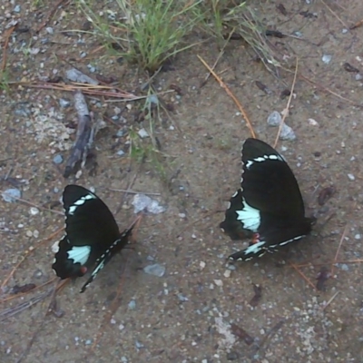 Papilio aegeus (Orchard Swallowtail, Large Citrus Butterfly) at Isaacs, ACT - 23 Nov 2011 by Mike