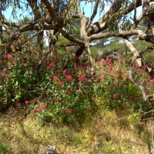 Centranthus ruber at Jerrabomberra, ACT - 27 Nov 2011