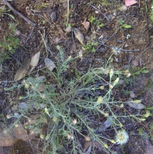 Vittadinia cuneata var. cuneata at Symonston, ACT - 27 Nov 2011