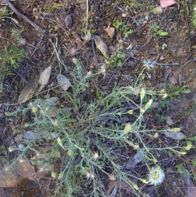 Vittadinia cuneata var. cuneata (Fuzzy New Holland Daisy) at Mount Mugga Mugga - 27 Nov 2011 by Mike