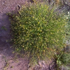 Calotis lappulacea (Yellow Burr Daisy) at Mount Mugga Mugga - 27 Nov 2011 by Mike