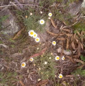 Leucochrysum albicans subsp. tricolor at Isaacs, ACT - 14 Dec 2011 04:03 PM