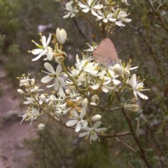 Bursaria spinosa (Native Blackthorn, Sweet Bursaria) at Isaacs, ACT - 10 Jan 2012 by Mike