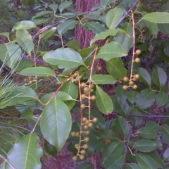 Prunus lusitanica (Portugese Laurel) at Isaacs, ACT - 18 Jan 2012 by Mike