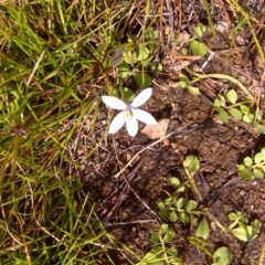 Isotoma fluviatilis subsp. australis (Swamp Isotome) at Jerrabomberra, ACT - 17 Feb 2012 by Mike