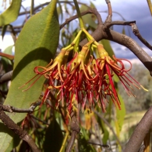 Amyema miquelii at Isaacs Ridge - 17 Feb 2012