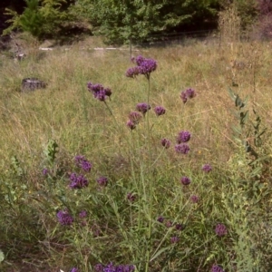 Verbena incompta at Jerrabomberra, ACT - 8 Mar 2012 04:36 PM