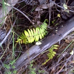 Pellaea falcata (Sickle Fern) at Isaacs Ridge - 8 Mar 2012 by Mike