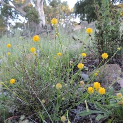 Calotis lappulacea (Yellow Burr Daisy) at Tuggeranong Hill - 23 Nov 2015 by michaelb