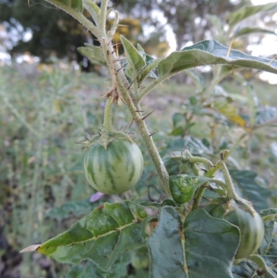 Solanum cinereum (Narrawa Burr) at Calwell, ACT - 23 Nov 2015 by michaelb