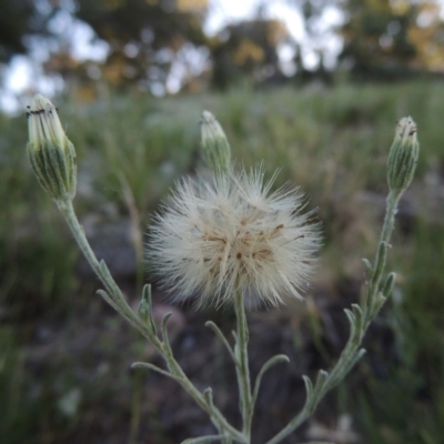 Vittadinia cuneata var. cuneata (Fuzzy New Holland Daisy) at Calwell, ACT - 23 Nov 2015 by michaelb