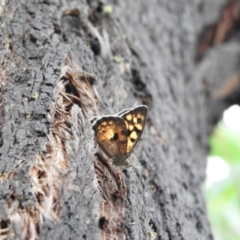 Geitoneura klugii (Marbled Xenica) at Paddys River, ACT - 23 Jan 2016 by ArcherCallaway