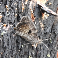 Geitoneura klugii at Paddys River, ACT - 23 Jan 2016