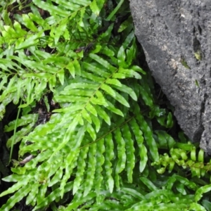 Blechnum minus at Paddys River, ACT - 23 Jan 2016