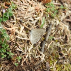 Zizina otis (Common Grass-Blue) at Paddys River, ACT - 23 Jan 2016 by ArcherCallaway