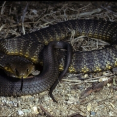 Notechis scutatus (Tiger Snake) at Wollogorang, NSW - 10 Apr 1980 by wombey