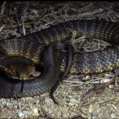 Notechis scutatus (Tiger Snake) at Wollogorang, NSW - 9 Apr 1980 by wombey