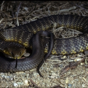 Notechis scutatus at Wollogorang, NSW - 10 Apr 1980