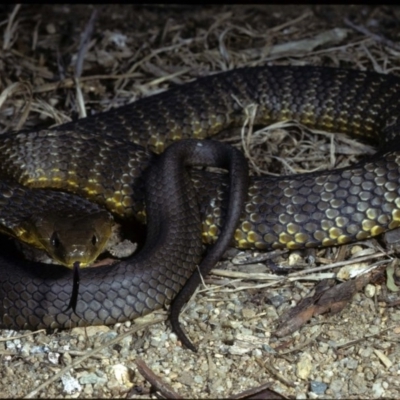 Notechis scutatus (Tiger Snake) at Wollogorang, NSW - 9 Apr 1980 by wombey