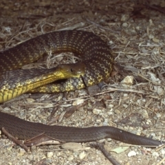 Notechis scutatus at Wollogorang, NSW - 10 Apr 1980