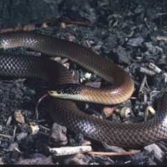 Parasuta dwyeri (Dwyer's Black-headed Snake) at Collector, NSW - 3 Apr 1983 by wombey