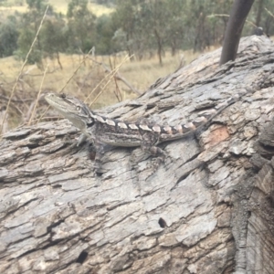 Diporiphora nobbi at Gungahlin, ACT - 23 Jan 2016