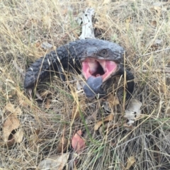 Tiliqua rugosa (Shingleback Lizard) at Gungahlin, ACT - 23 Jan 2016 by AaronClausen