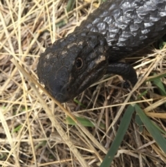 Tiliqua rugosa (Shingleback Lizard) at Gungahlin, ACT - 23 Jan 2016 by AaronClausen