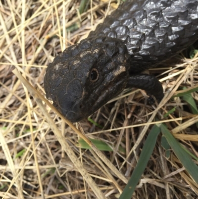 Tiliqua rugosa (Shingleback Lizard) at Gungahlin, ACT - 23 Jan 2016 by AaronClausen