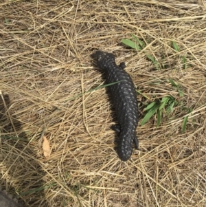 Tiliqua rugosa at Gungahlin, ACT - 23 Jan 2016