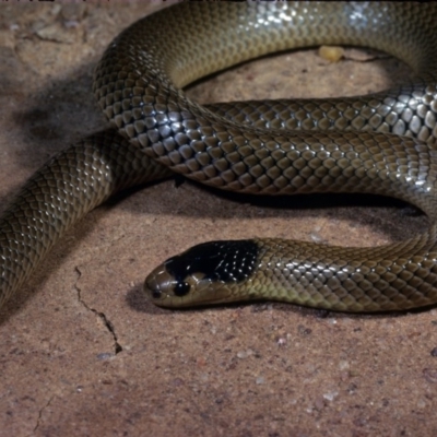 Parasuta flagellum (Little Whip-snake) at Lake George, NSW - 15 May 1978 by wombey