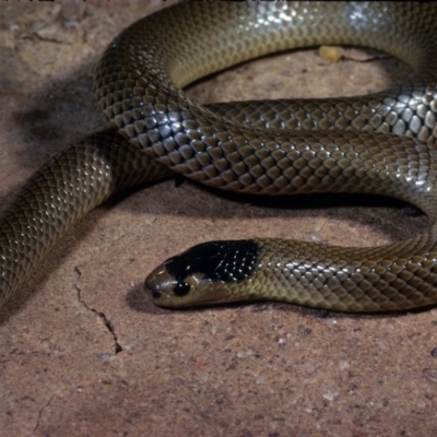 Parasuta flagellum (Little Whip-snake) at Lake George, NSW - 15 May 1978 by wombey